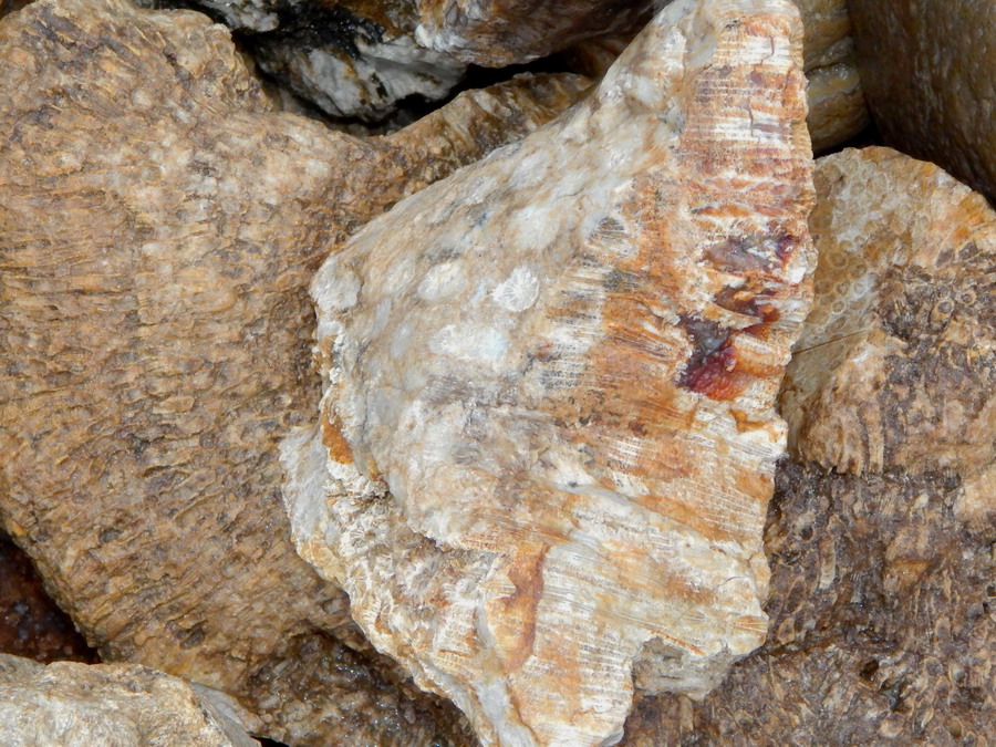 gem coral lapidary cabbing rough