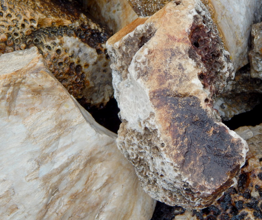 gem coral lapidary cabbing rough