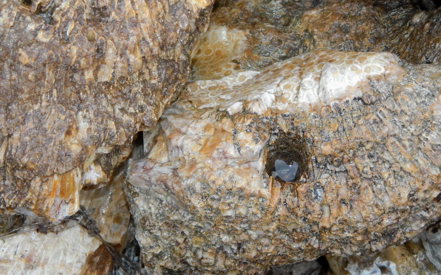 gem coral lapidary cabbing rough