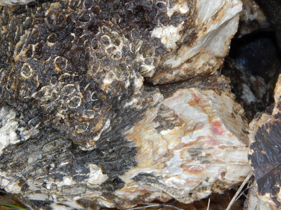 gem coral lapidary cabbing rough