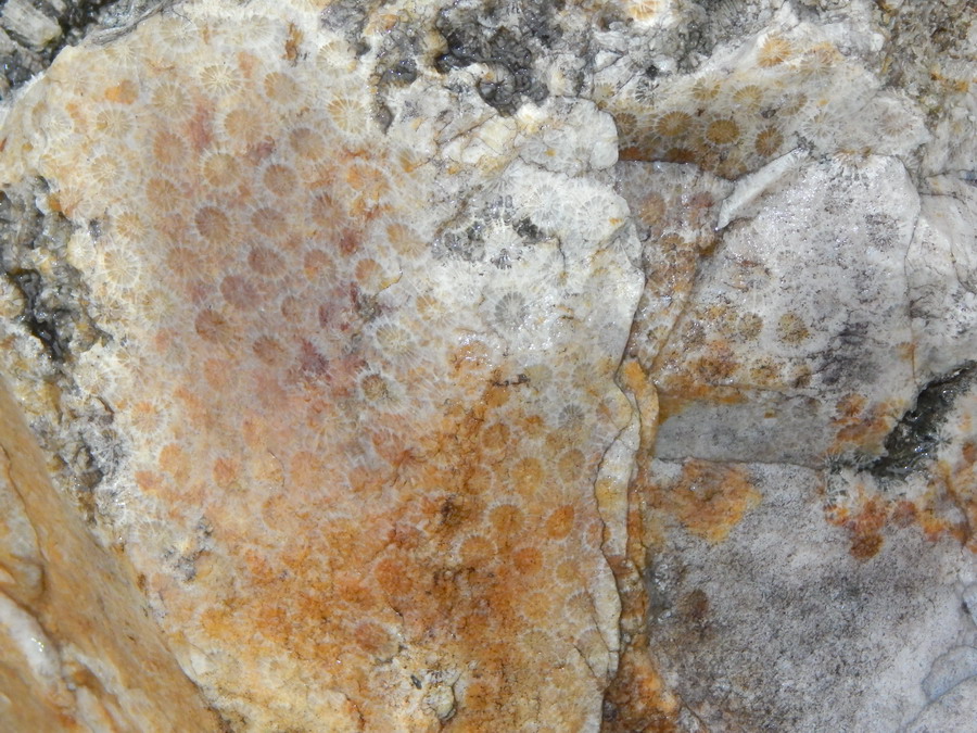 gem coral lapidary cabbing rough