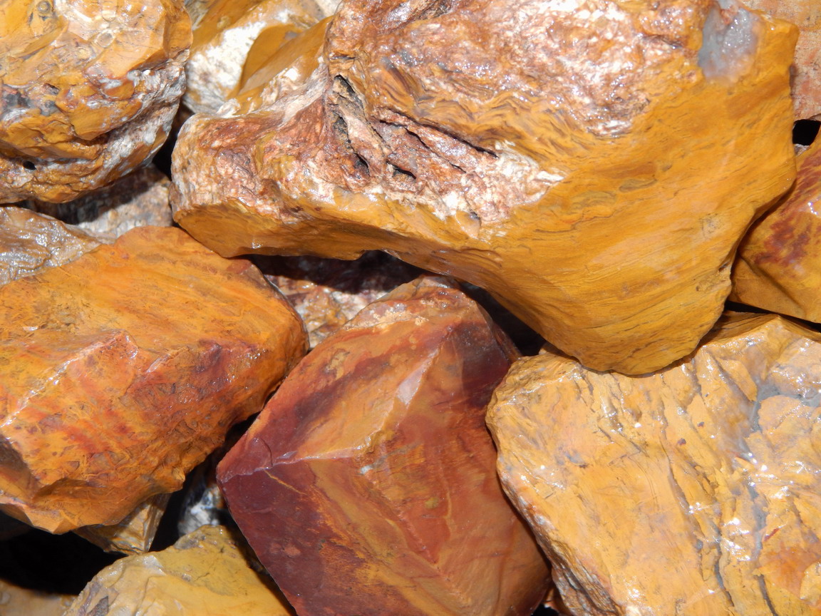 golden petrified wood lapidary cabbing tumbling rough
