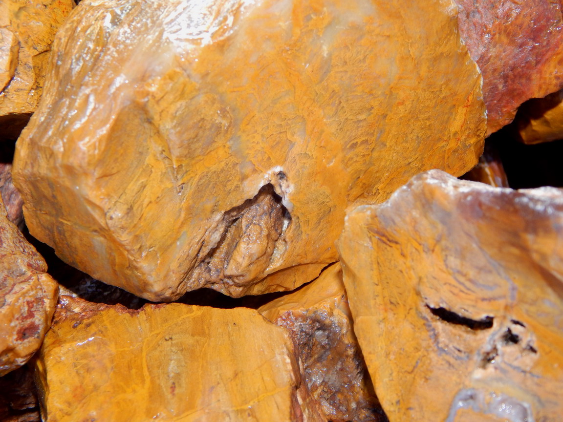 golden petrified wood lapidary cabbing tumbling rough
